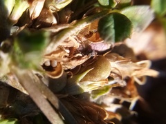 Trifolium ornithopodioides