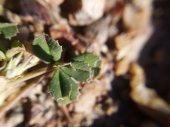 Trifolium ornithopodioides