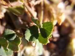 Trifolium ornithopodioides