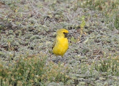 Epthianura aurifrons