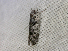 Lichenaula onychotypa