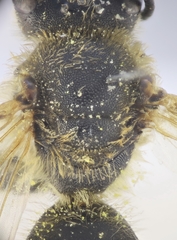 Halictus cochlearitarsis