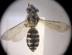 Halictus cochlearitarsis