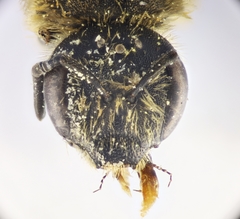 Halictus cochlearitarsis