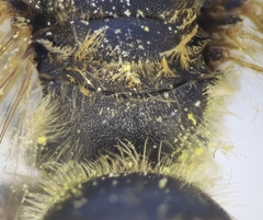 Halictus cochlearitarsis