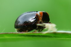 Hemisphaeriinae