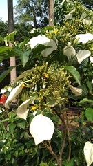 Mussaenda macrophylla