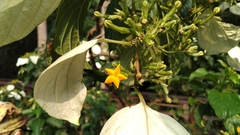 Mussaenda macrophylla