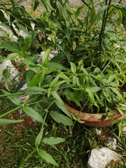 Clinacanthus nutans