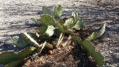 Opuntia mojavensis