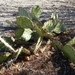 Opuntia mojavensis - Photo (c) Bill Rodstrom, μερικά δικαιώματα διατηρούνται (CC BY-NC), uploaded by Bill Rodstrom