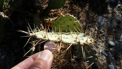 Opuntia mojavensis