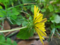 Taraxacum formosanum