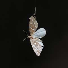 Chaetolopha leucophragma