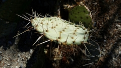 Opuntia mojavensis
