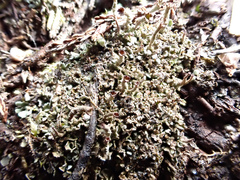 Cladonia pulvinata