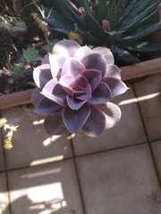 Echeveria gibbiflora × potosina