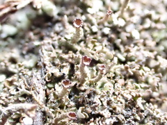 Cladonia pulvinata