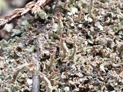Cladonia pulvinata