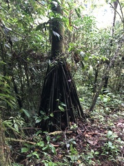 Socratea exorrhiza