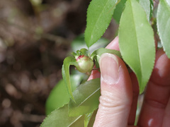 Contarinia cerasiserotinae
