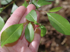 Contarinia cerasiserotinae