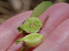 Contarinia cerasiserotinae