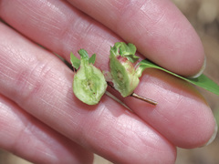 Contarinia cerasiserotinae