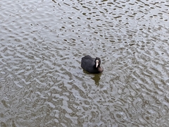 Fulica atra