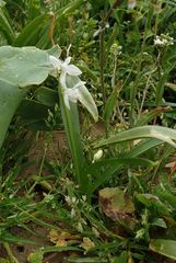 Ornithogalum umbellatum