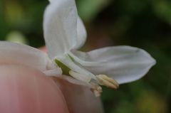 Ornithogalum umbellatum