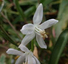 Ornithogalum umbellatum