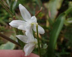 Ornithogalum umbellatum