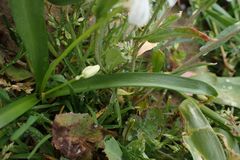 Ornithogalum umbellatum