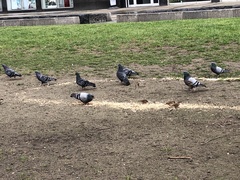 Columba livia domestica