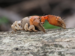 Engaeus hemicirratulus