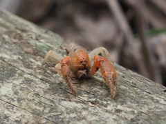 Engaeus hemicirratulus