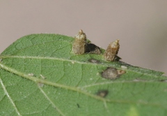 Celticecis aciculata