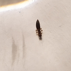 Sclerodermus domesticus