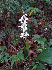 Calanthe aristulifera