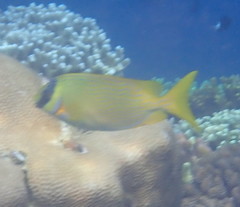 Siganus puellus