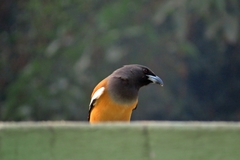 Dendrocitta vagabunda