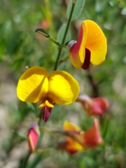 Bossiaea heterophylla