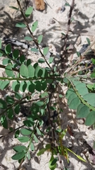 Bossiaea heterophylla