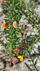 Bossiaea heterophylla