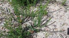 Bossiaea heterophylla