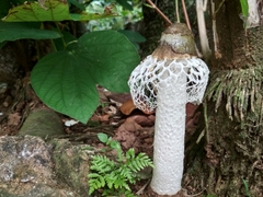 Phallus merulinus