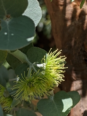 Eucalyptus kruseana