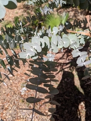 Eucalyptus kruseana