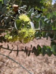 Eucalyptus kruseana